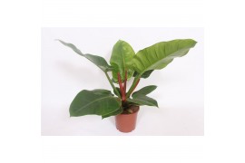 Philodendron imperial green Philodendron Imperial Green 2 pp