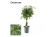 Schefflera arboricola compacta nora gevlochten stam decorum 