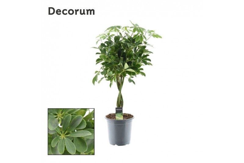Schefflera arboricola compacta nora gevlochten stam decorum Schefflera arboricola compacta nora gevlochten stam decorum