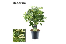 Schefflera arboricola gold capella op stam decorum