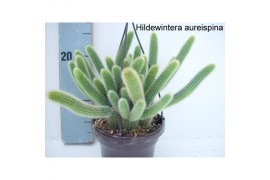 Cactus Hildewintera aureispina
