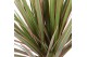 Dracaena marg. bicolor 45-15-10 