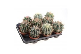 Cactus Ferocactus mix