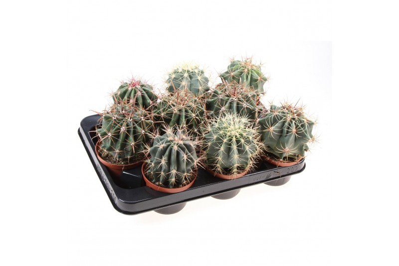 Cactus Ferocactus mix 