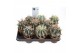 Cactus Ferocactus mix 