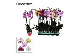 Phalaenopsis mix decorum 2 tak
