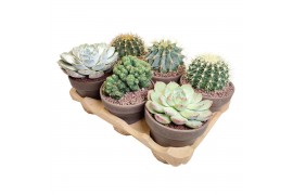 Cactus/succulenten mix in terracotta pot eco-friendly tray