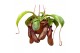 Nepenthus monkey jars rob hangpot 