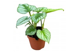 Philodendron Mamei Silver Cloud