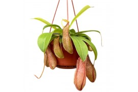 Nepenthes linda monkey jars