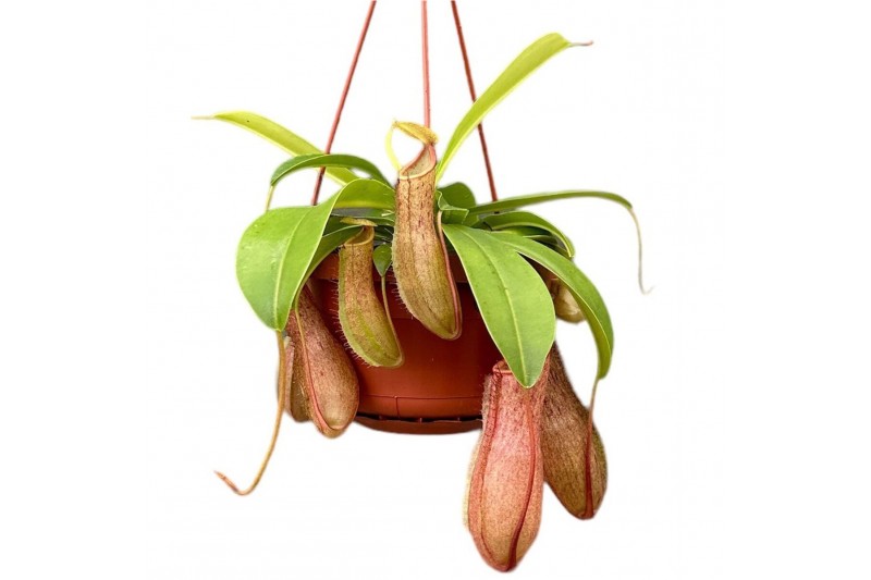 Nepenthes linda monkey jars 