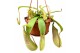 Nepenthes loes monkey jars 