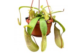 Nepenthes loes monkey jars