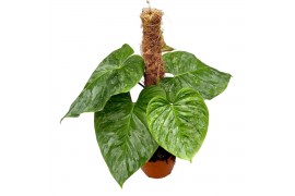 Philodendron p majestic