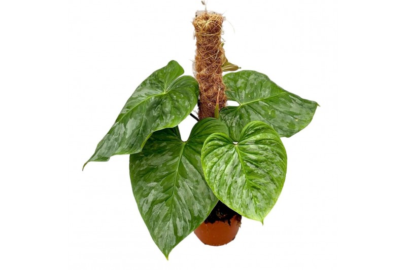 Philodendron p majestic 