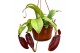 Nepenthes Diana Monkey Jars Nepenthes 
