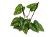 Philodendron mamei 
