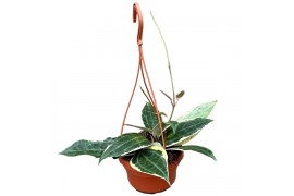 Hoya macrophylla hangpot