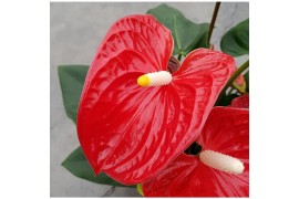 Anthurium andr. madural red royal 6+