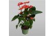 Anthurium andr. madural red royal 6+ 