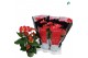 Anthurium andr. madural red royal 6+ 