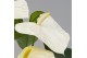 Anthurium andr. white royal 4-6 bloem 