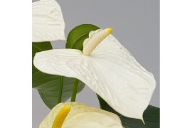 Anthurium andr. white royal 4-6 bloem