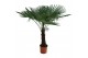 Trachycarpus fortunei eagle palm 
