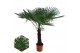 Trachycarpus fortunei eagle palm 