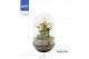 Arrangementen anthurium Anthurium - Karma Hotlips | Terrarium Egg 1 pp 