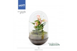 Arrangementen anthurium Anthurium - Karma Hotlips | Terrarium Egg 1 pp