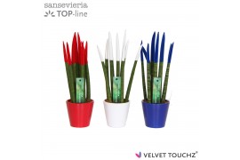 Sansevieria cylindrica velvet touchz® mix Frankrijk/Nederland in keram