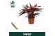 Stromanthe sanguinea triostar Decorum 