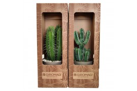 Cactus mix in cardboard packaging with giromagi logo