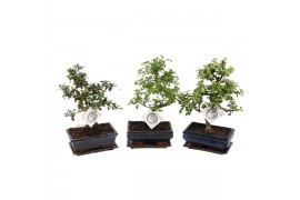 Bonsai mix s-shape in ceramic with saucer