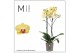 Phalaenopsis floriclone miraflore 2 tak mimesis 