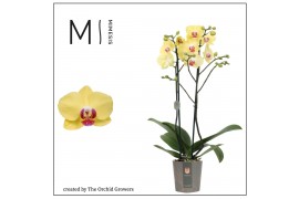 Phalaenopsis floriclone miraflore 2 tak mimesis
