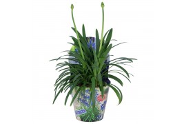 Agapanthus summer love blue potcover