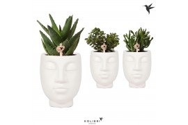 Succulenten mix in face 2 face white kolibri greens