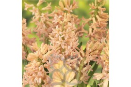 Hyacinthus gipsy queen orientalis met etiket