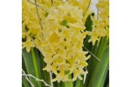 Hyacinthus yellowstone decorum met etiket