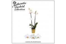 Phalaenopsis wit authentic 2 tak authentic 60cm