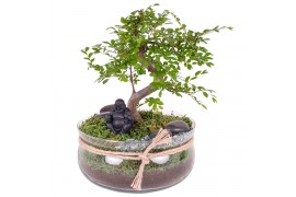 Bonsai mix s-shape in vase with rope