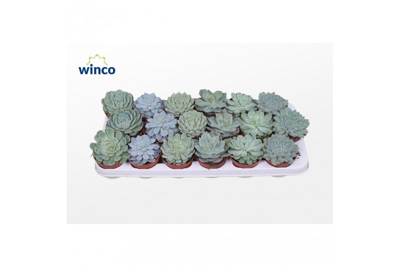 Echeveria mix Aqua mix 4 soorten 