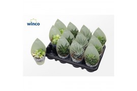 Haworthia mix 4 soorten (Sierra)