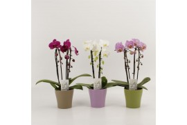 Phalaenopsis elegant cascade 2 tak duoboga mix in moederdag keramiek