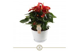 Anthurium andr. red champion schaal napoli