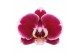 Phalaenopsis rood 1 tak swan red authentic 