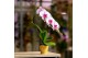 Phalaenopsis roze 1 tak swan blush authentic 