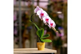 Phalaenopsis roze 1 tak swan blush authentic